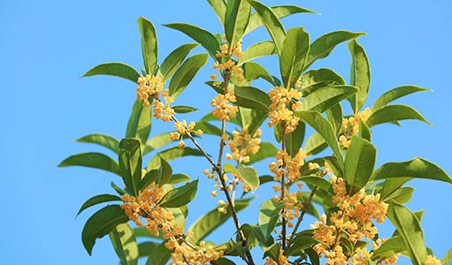 桂花樹苗的日常護(hù)理工作