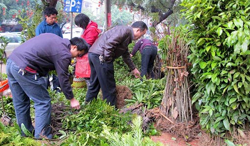 苗木行業(yè)走勢(shì)