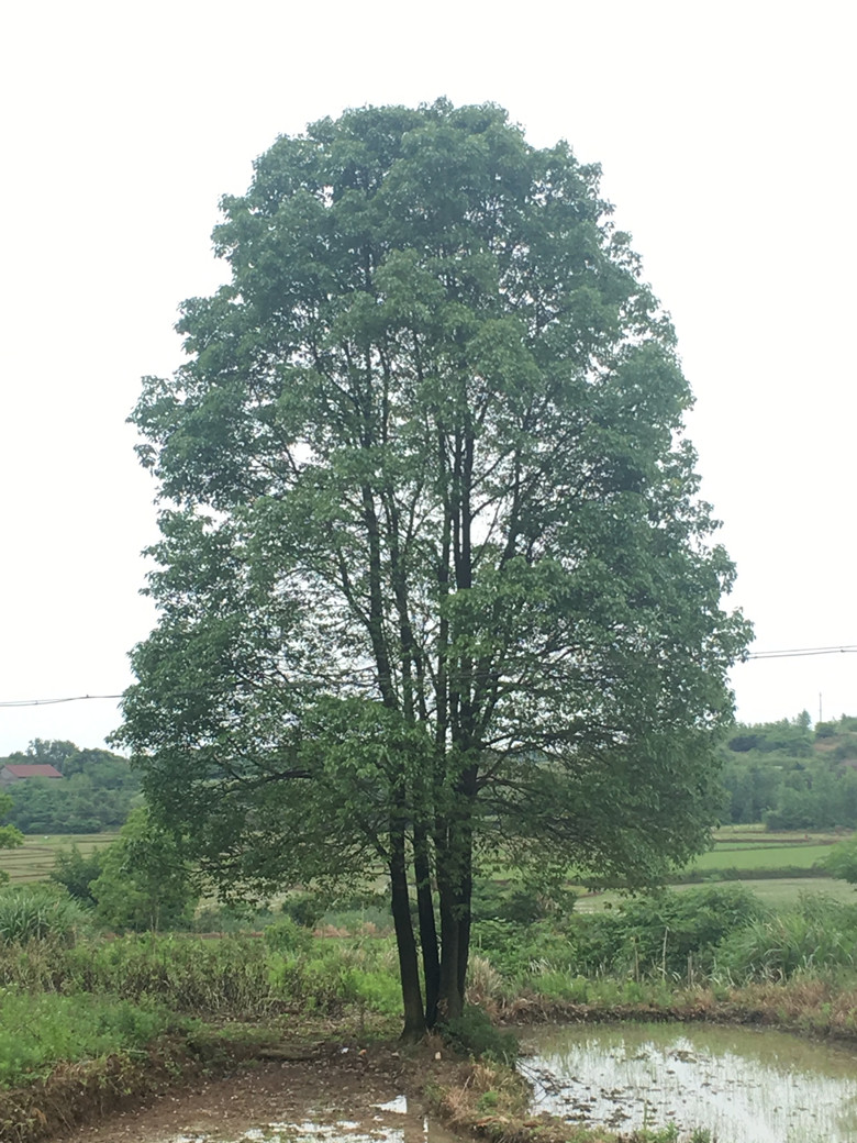 叢生香樟