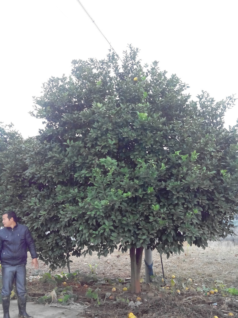 香櫞樹